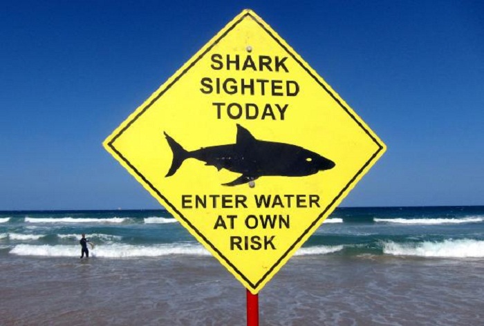 Once dismissed, shark attacks may hit new record in 2016